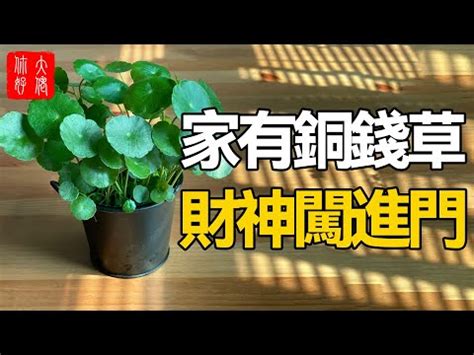 銅錢草風水|如何按照風水來擺設銅錢草？（特徵、方位、共同擺設的植物）